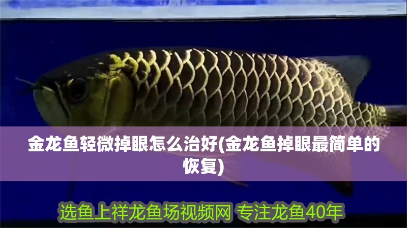 金龍魚輕微掉眼怎么治好(金龍魚掉眼最簡單的恢復)