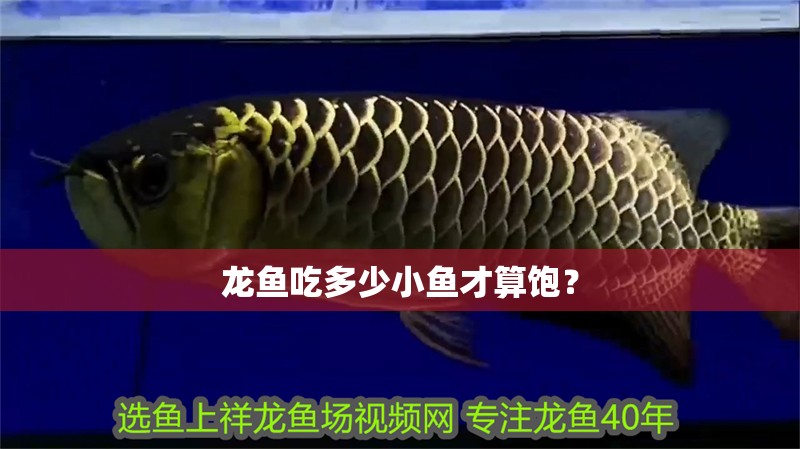 龍魚吃多少小魚才算飽？