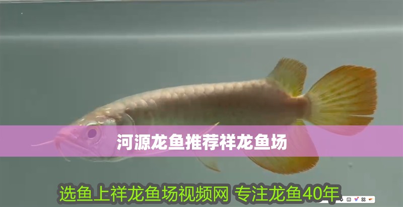 河源龍魚推薦祥龍魚場