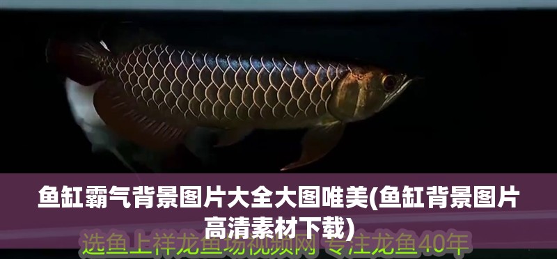 魚(yú)缸霸氣背景圖片大全大圖唯美(魚(yú)缸背景圖片高清素材下載)