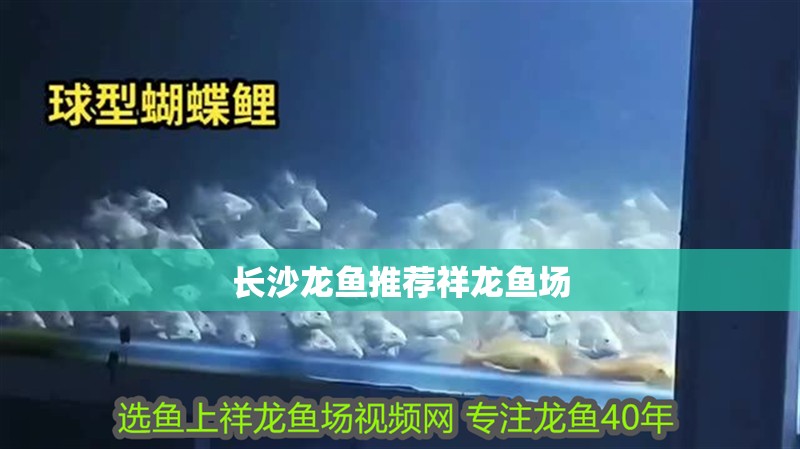 長沙龍魚推薦祥龍魚場