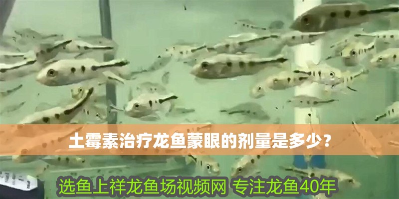土霉素治療龍魚蒙眼的劑量是多少？