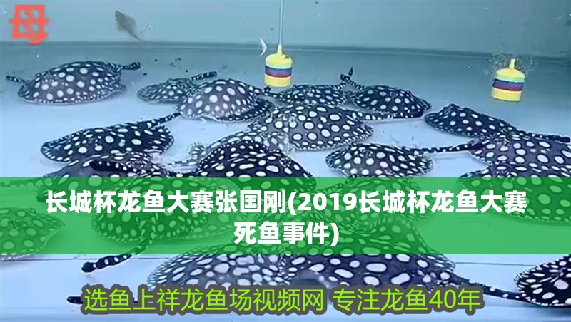 長城杯龍魚大賽張國剛(2019長城杯龍魚大賽死魚事件)