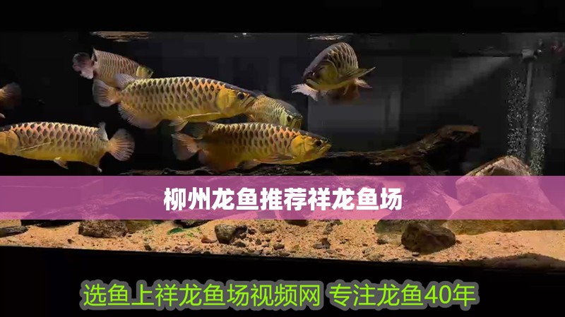 柳州龍魚推薦祥龍魚場
