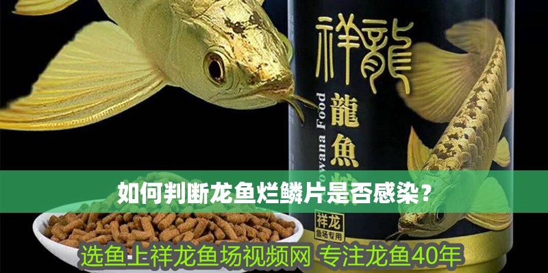 如何判斷龍魚爛鱗片是否感染？