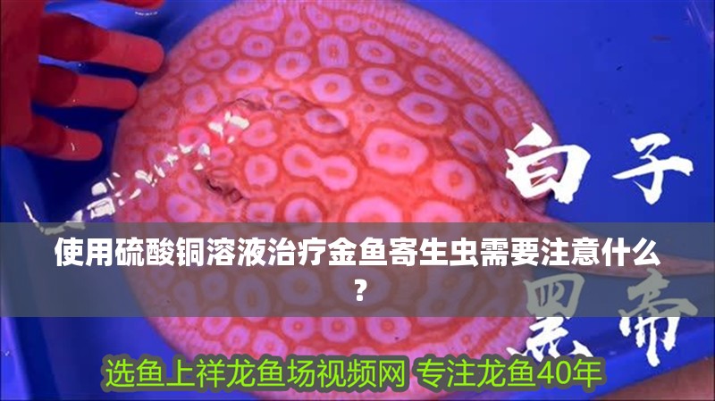 使用硫酸銅溶液治療金魚寄生蟲需要注意什么？ 使用硫酸銅溶液治療金魚寄生蟲需要注意什么？ 龍魚百科