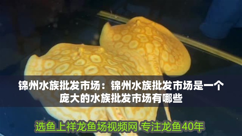 錦州水族批發市場：錦州水族批發市場是一個龐大的水族批發市場有哪些