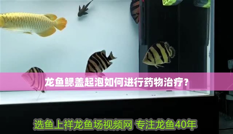 龍魚鰓蓋起泡如何進行藥物治療？
