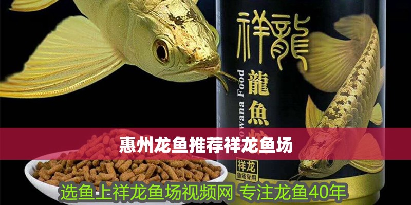惠州龍魚推薦祥龍魚場(chǎng)