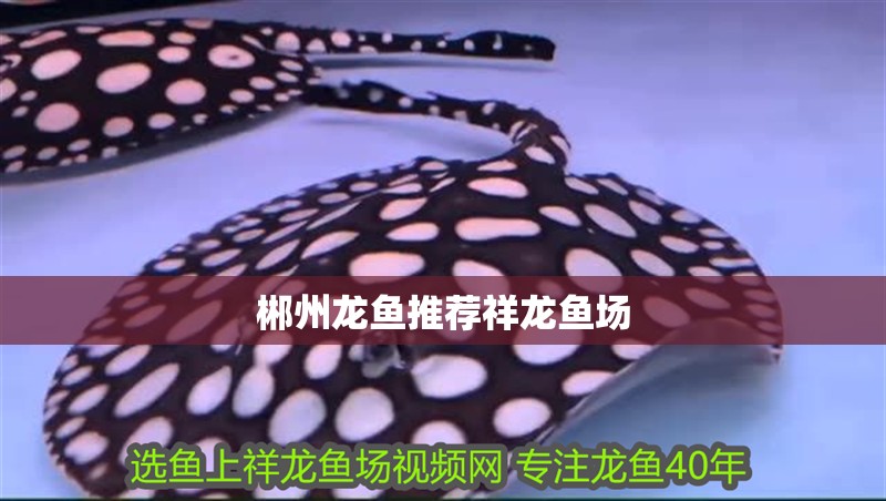 郴州龍魚推薦祥龍魚場