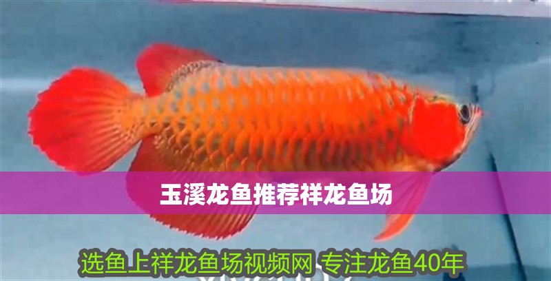 玉溪龍魚推薦祥龍魚場