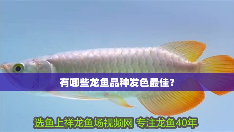有哪些龍魚品種發色最佳？