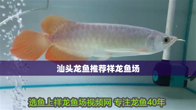 汕頭龍魚推薦祥龍魚場