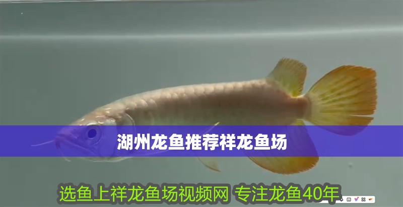湖州龍魚推薦祥龍魚場(chǎng)