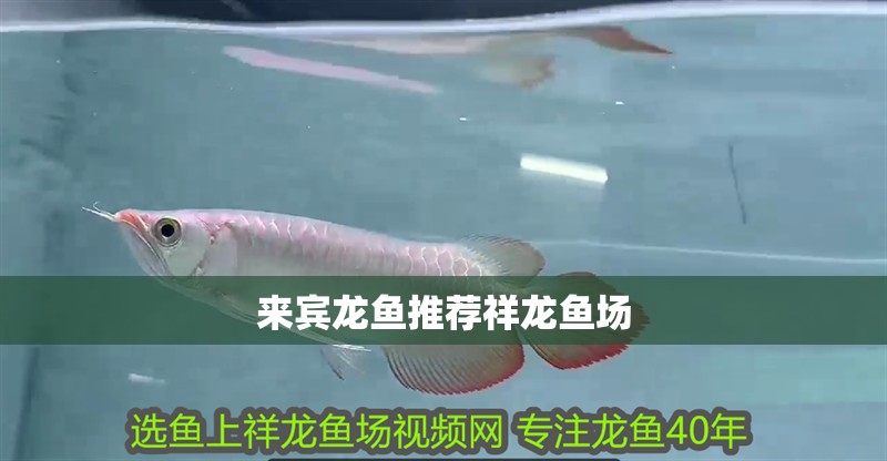 來賓龍魚推薦祥龍魚場 來賓龍魚推薦祥龍魚場 vs祥龍魚場