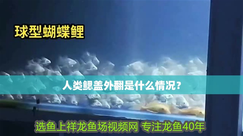 人類鰓蓋外翻是什么情況？