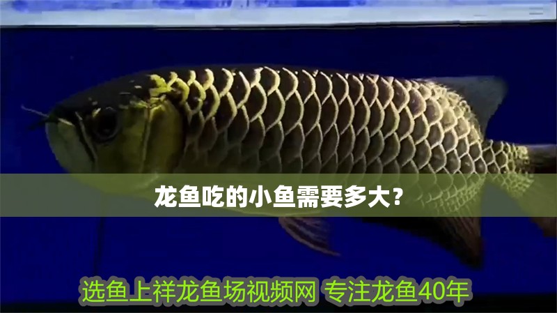 龍魚吃的小魚需要多大？