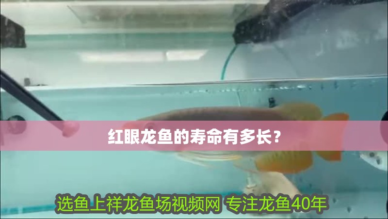 紅眼龍魚的壽命有多長？ 紅眼龍魚的壽命有多長？ 龍魚百科