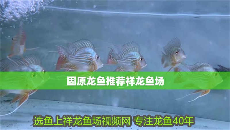 固原龍魚推薦祥龍魚場(chǎng)