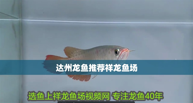 達州龍魚推薦祥龍魚場