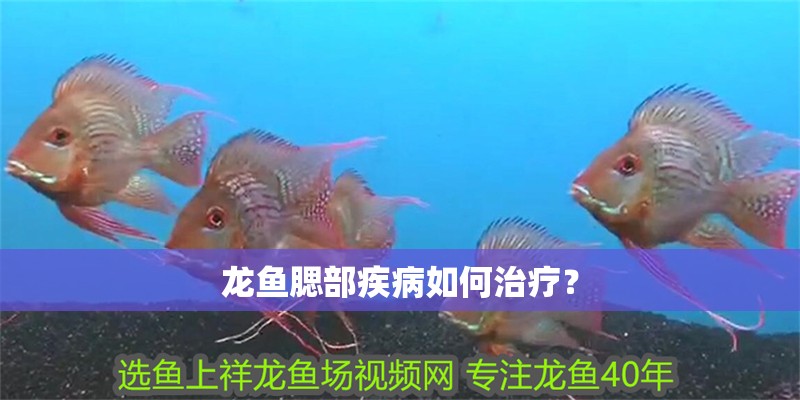 龍魚(yú)腮部疾病如何治療？
