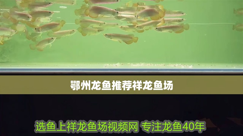 鄂州龍魚推薦祥龍魚場(chǎng)