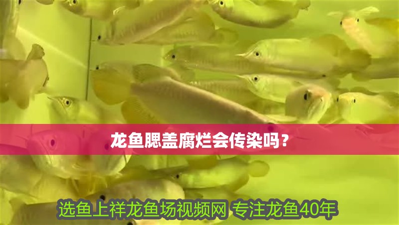龍魚腮蓋腐爛會傳染嗎？
