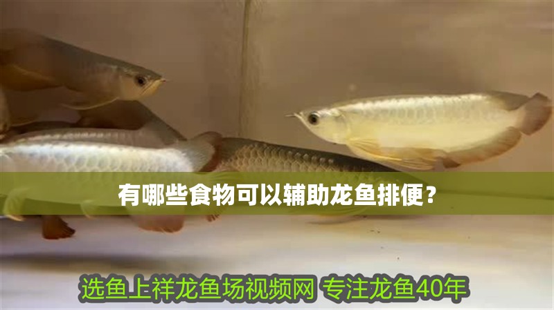 有哪些食物可以輔助龍魚排便？