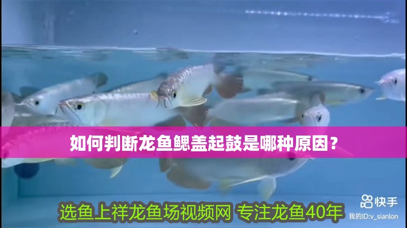 如何判斷龍魚鰓蓋起鼓是哪種原因？