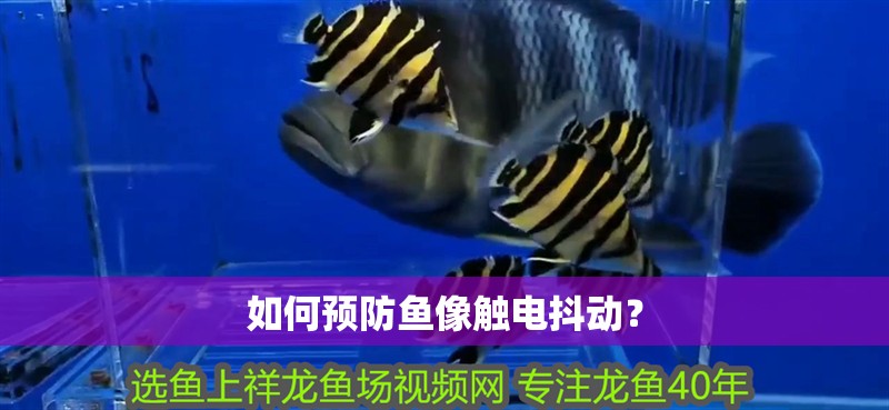 如何預(yù)防魚像觸電抖動(dòng)？