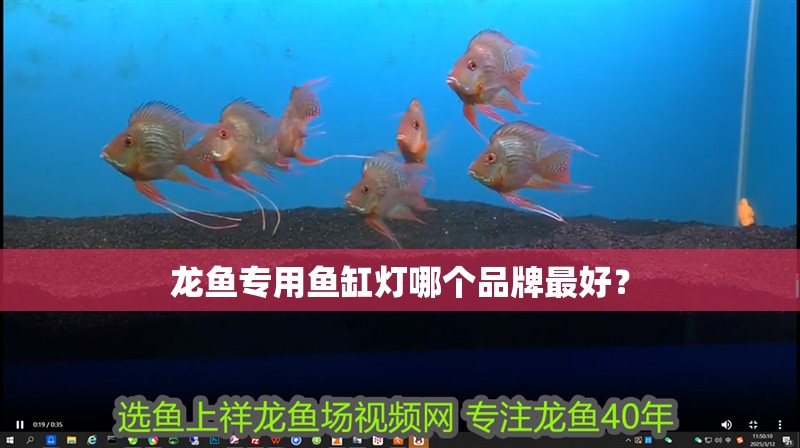 龍魚專用魚缸燈哪個品牌最好？ 龍魚專用魚缸燈哪個品牌最好？ 龍魚百科