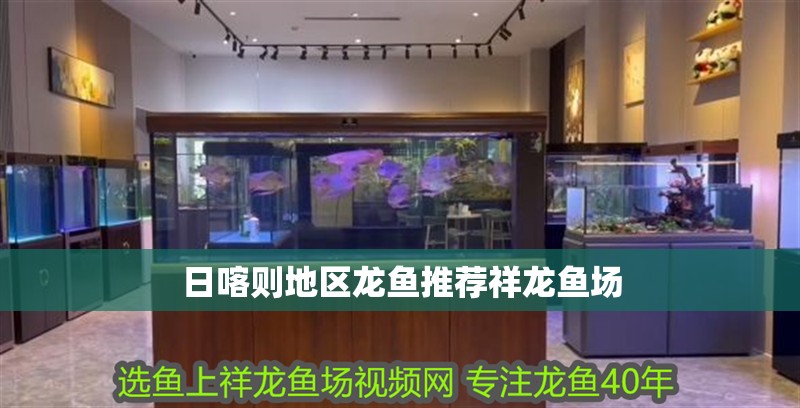 日喀則地區龍魚推薦祥龍魚場