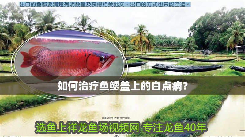 如何治療魚(yú)鰓蓋上的白點(diǎn)病？