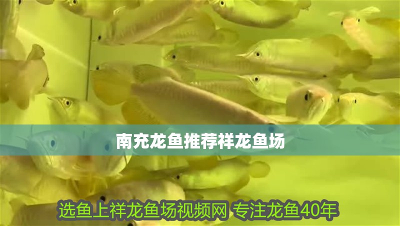 南充龍魚推薦祥龍魚場