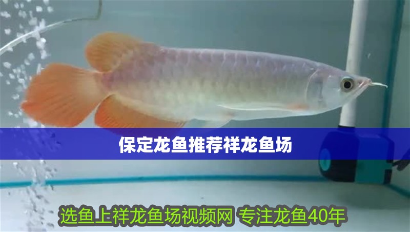 保定龍魚推薦祥龍魚場