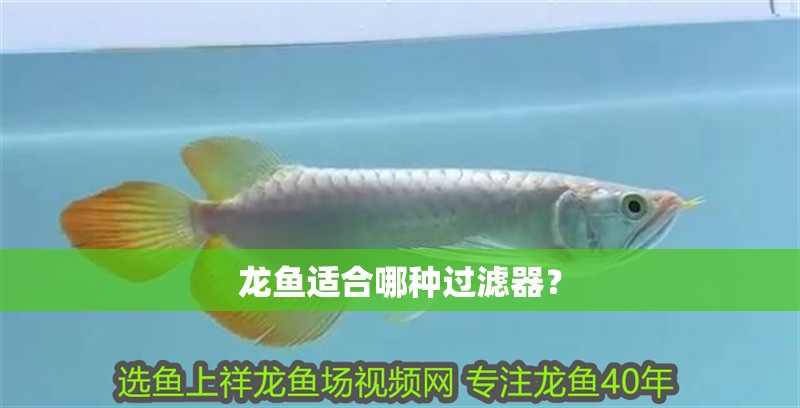 龍魚(yú)適合哪種過(guò)濾器？