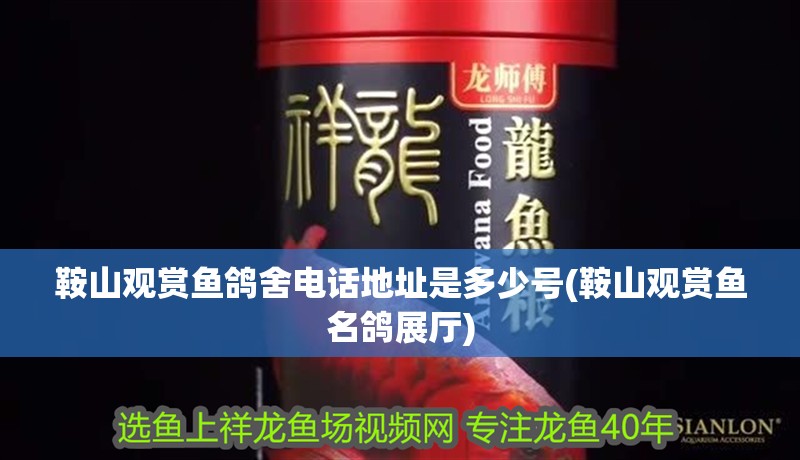 鞍山觀賞魚鴿舍電話地址是多少號(鞍山觀賞魚名鴿展廳)