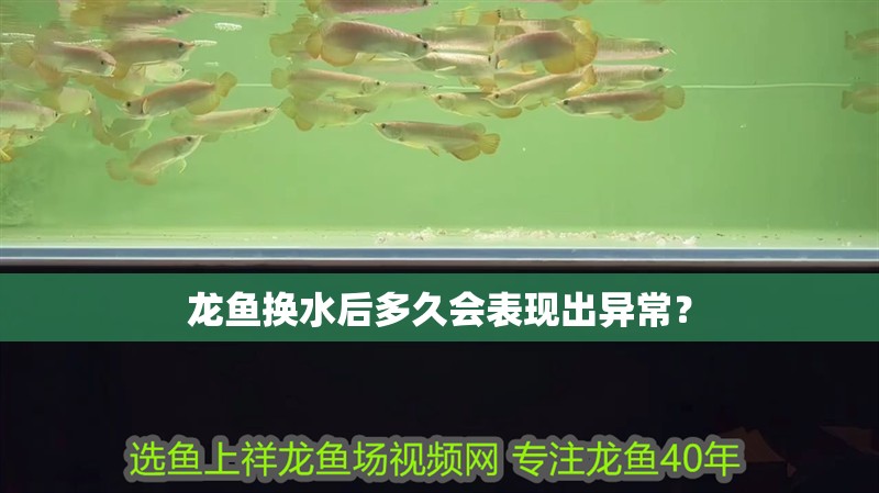 龍魚換水后多久會表現出異常？