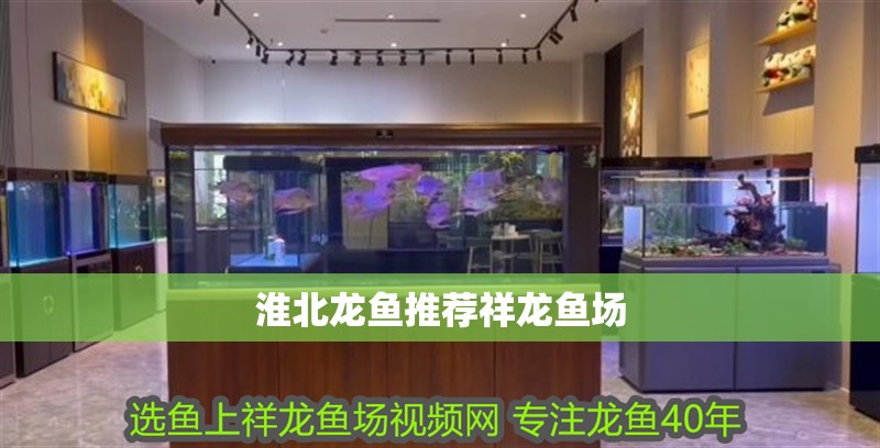 淮北龍魚推薦祥龍魚場