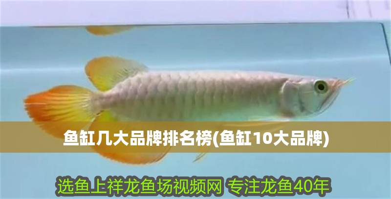 魚缸幾大品牌排名榜(魚缸10大品牌) 魚缸幾大品牌排名榜(魚缸10大品牌) 觀賞魚百科