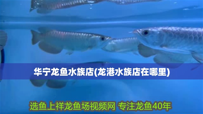 華寧龍魚水族店(龍港水族店在哪里)