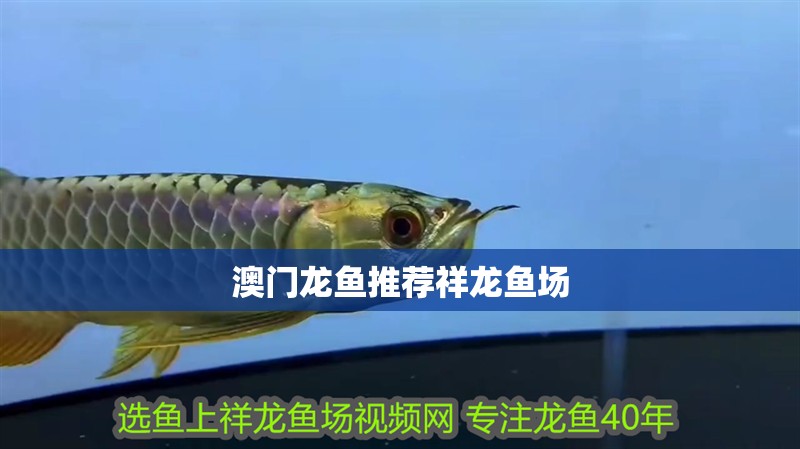 澳門龍魚推薦祥龍魚場