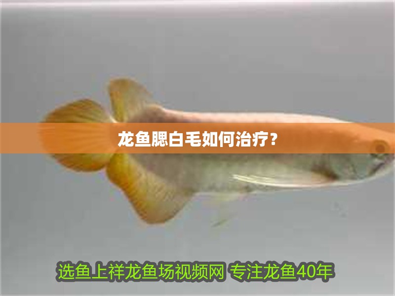龍魚腮白毛如何治療？