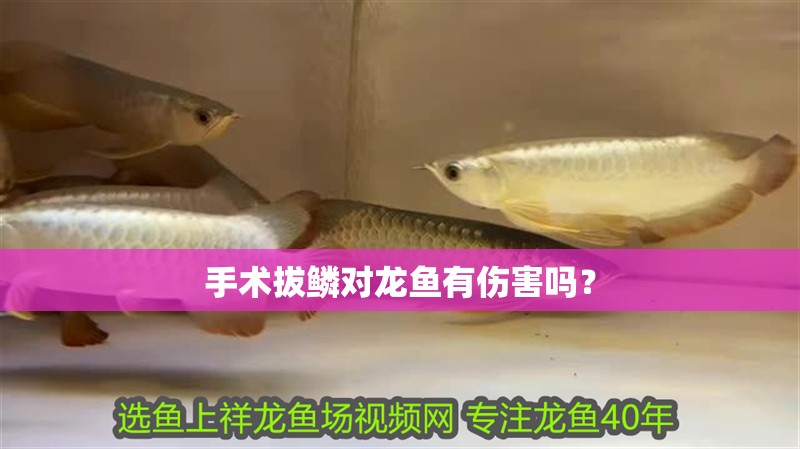 手術拔鱗對龍魚有傷害嗎？ 手術拔鱗對龍魚有傷害嗎？ 龍魚百科