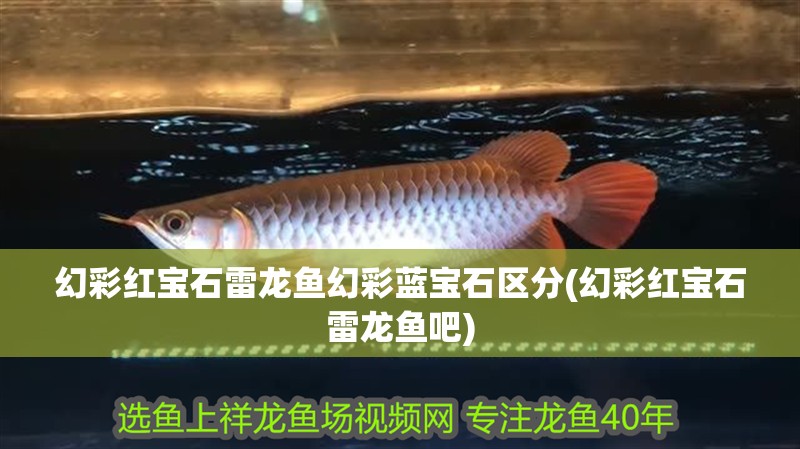 幻彩紅寶石雷龍魚(yú)幻彩藍(lán)寶石區(qū)分(幻彩紅寶石雷龍魚(yú)吧)