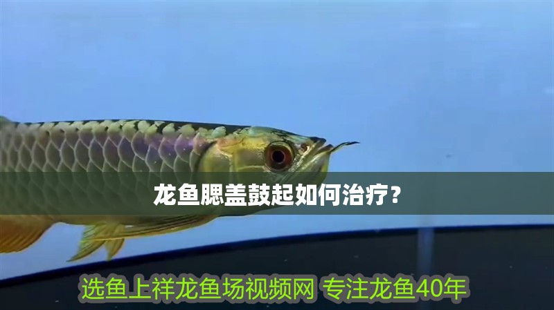龍魚腮蓋鼓起如何治療？