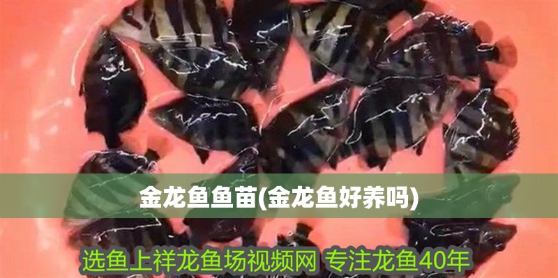 金龍魚魚苗(金龍魚好養嗎)
