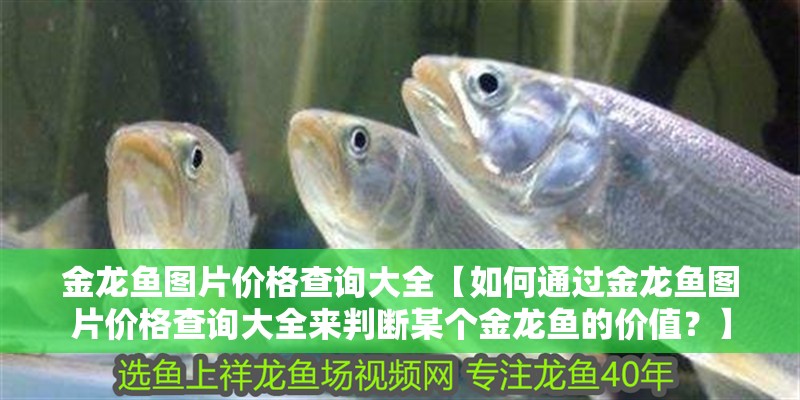 金龍魚圖片價格查詢大全【如何通過金龍魚圖片價格查詢大全來判斷某個金龍魚的價值？】