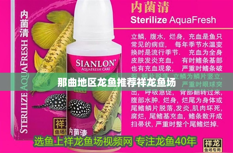 那曲地區龍魚推薦祥龍魚場 那曲地區龍魚推薦祥龍魚場 vs祥龍魚場