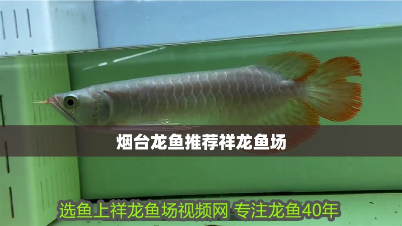 煙臺龍魚推薦祥龍魚場